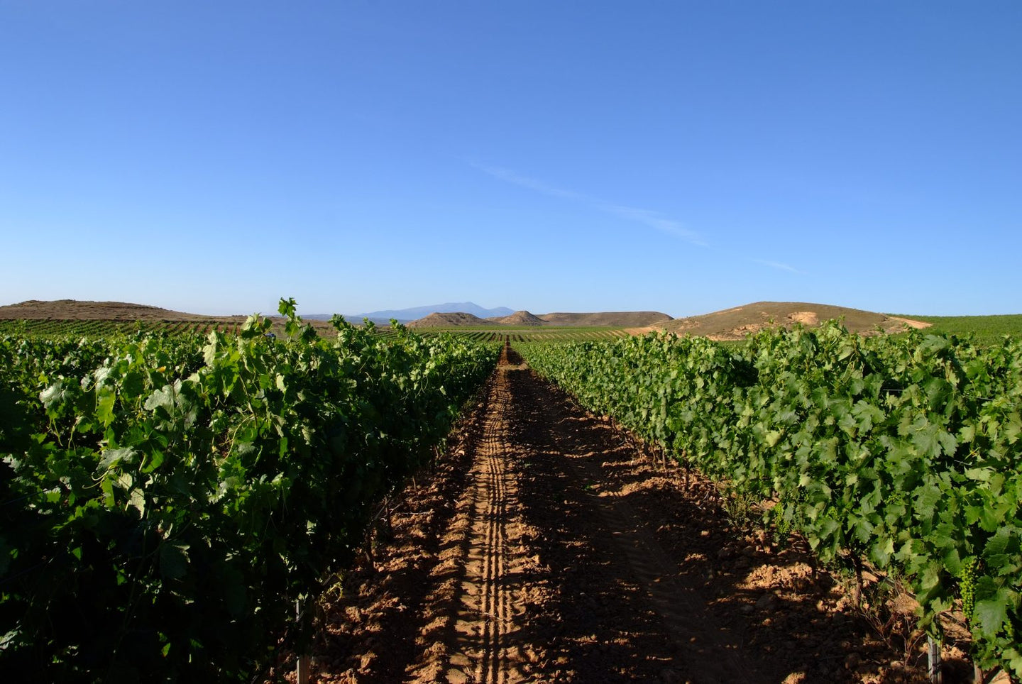 PROYECTO INNOZONE: AVANCES Y DESAFÍOS - Vinarchy